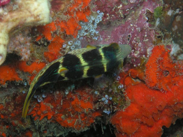 Canthigaster valentini 00320.JPG